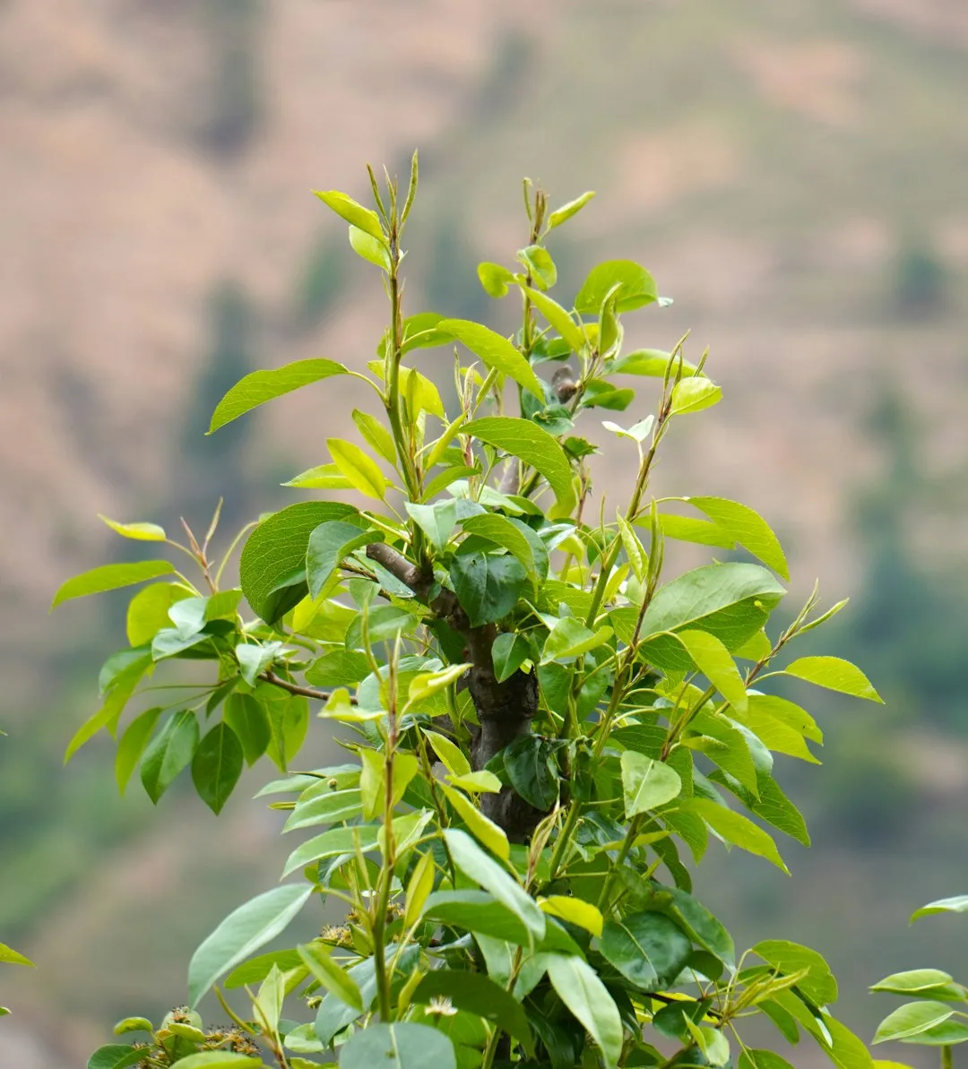 Moringa Leaf Herbal Tea