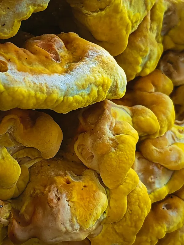 Product Organic Baobab Fruit Powder Image